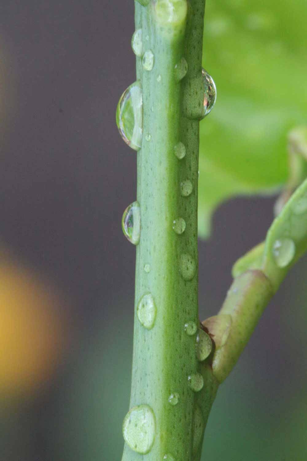            First year twig (Corona Foothill, Riverside, CA)   